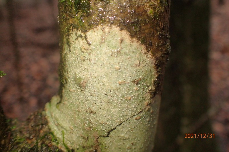 Nadvornikia sorediata photo 7