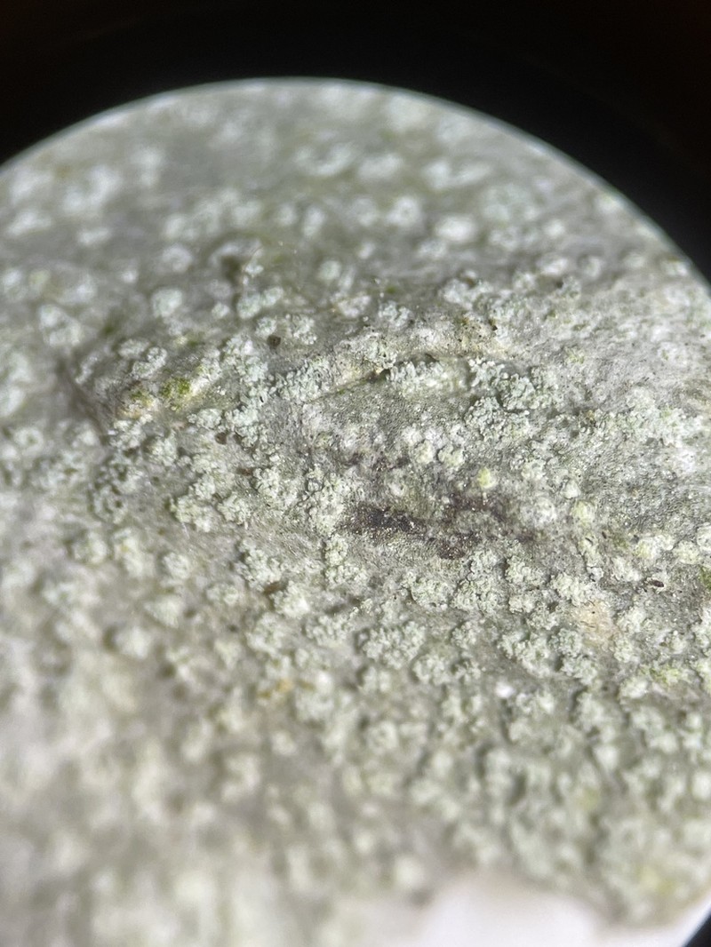 Nadvornikia sorediata photo 8