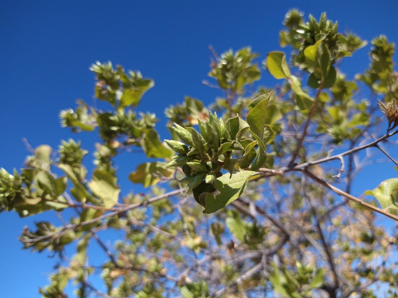 Nahuatlea arborescens
