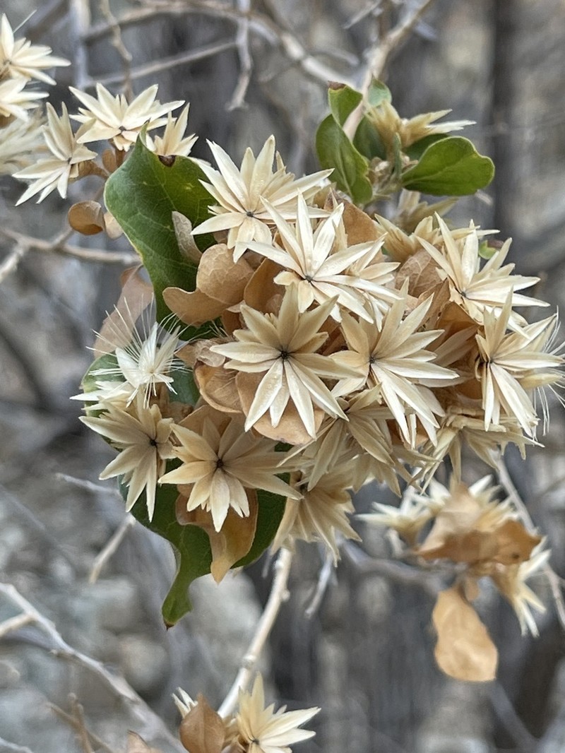 Nahuatlea arborescens photo 2