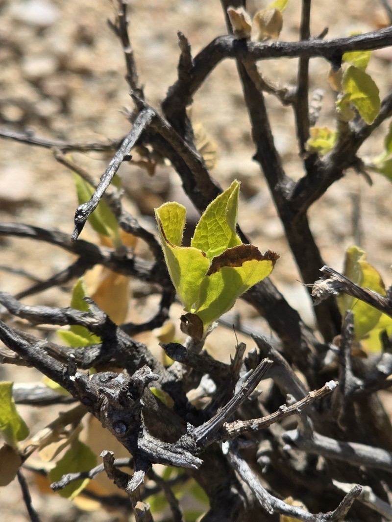 Nahuatlea arborescens photo 3