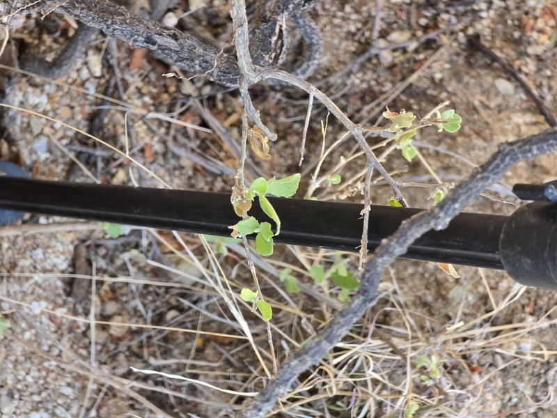 Nahuatlea arborescens photo 4