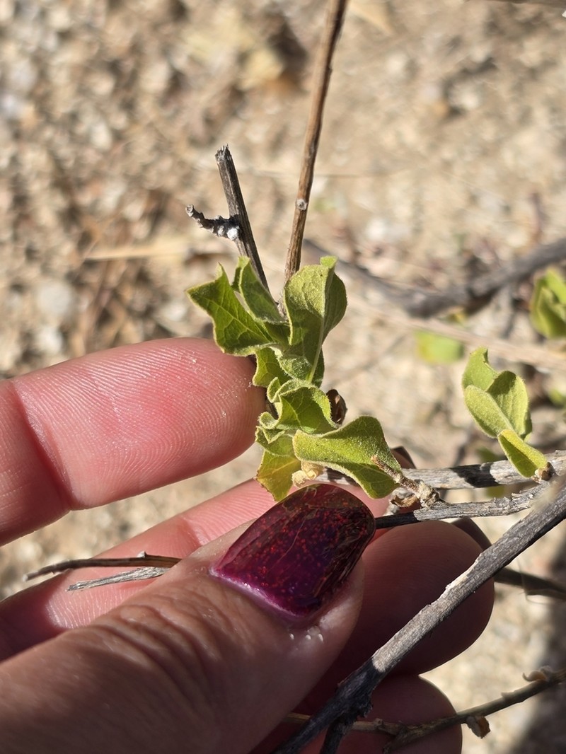 Nahuatlea arborescens photo 5