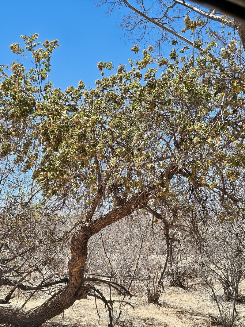 Nahuatlea arborescens photo 6