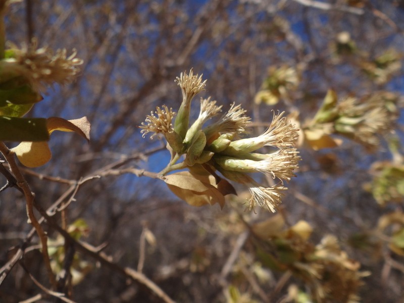 Nahuatlea arborescens photo 7