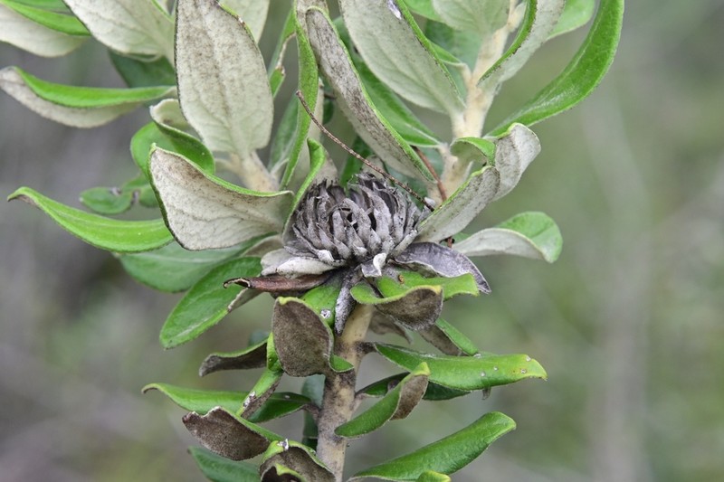 Nahuatlea hiriartiana