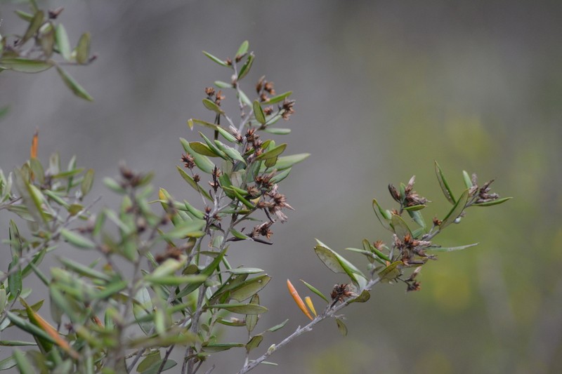 Shrubby Bullseye photo 2