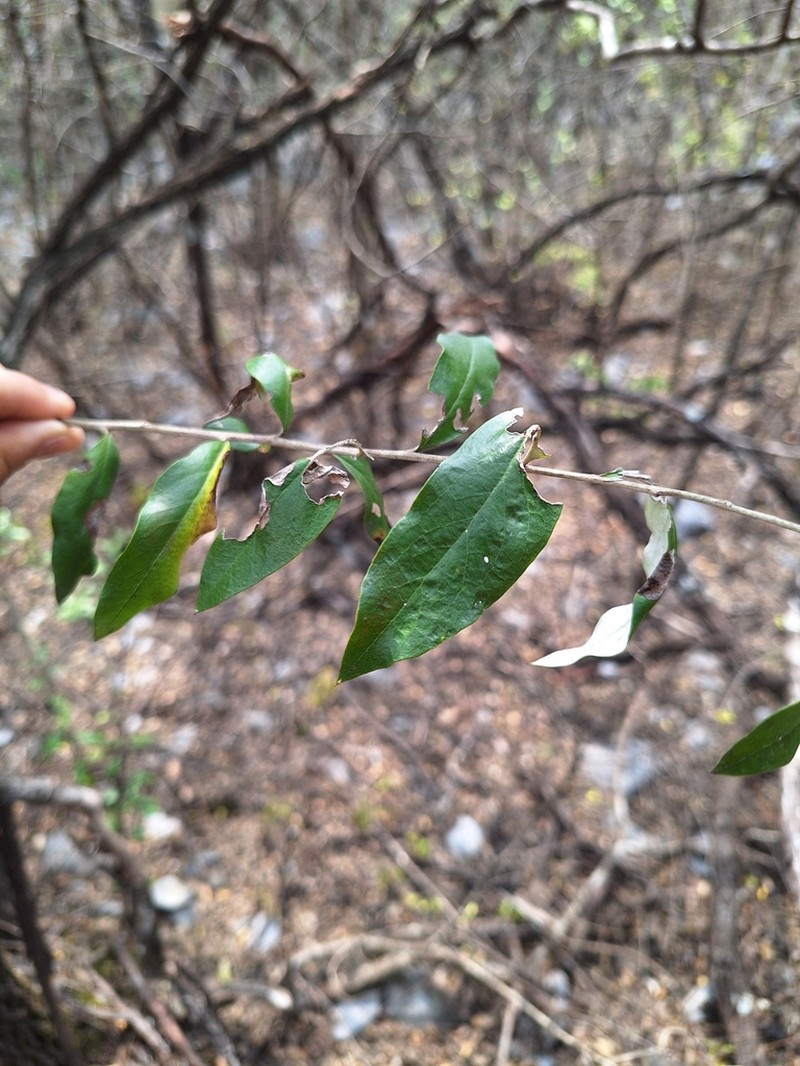 Shrubby Bullseye photo 3