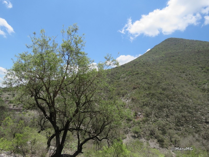 Shrubby Bullseye photo 4