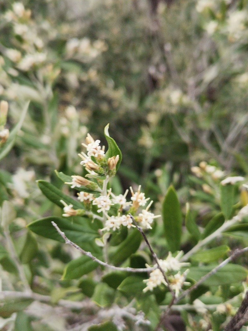 Shrubby Bullseye photo 6