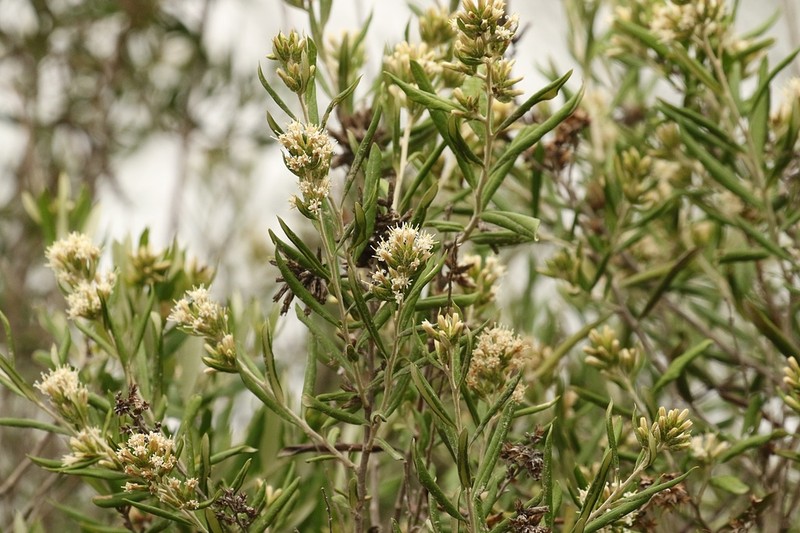 Shrubby Bullseye photo 7