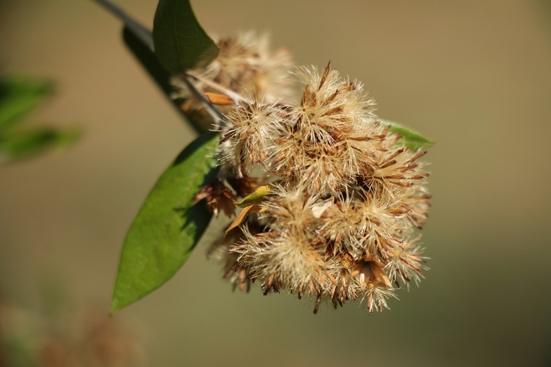 Shrubby Bullseye photo 8