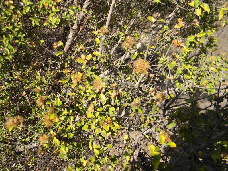 Nahuatlea obtusata