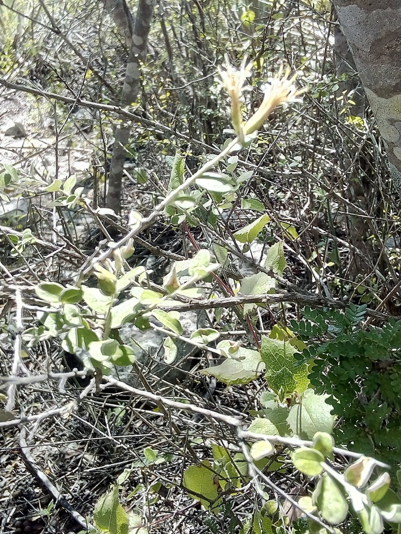 Nahuatlea obtusata photo 2