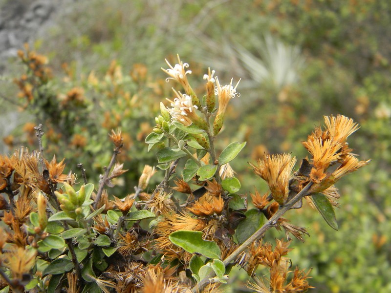 Nahuatlea obtusata photo 3