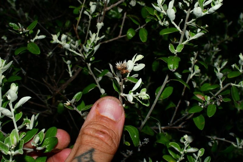 Nahuatlea obtusata photo 4