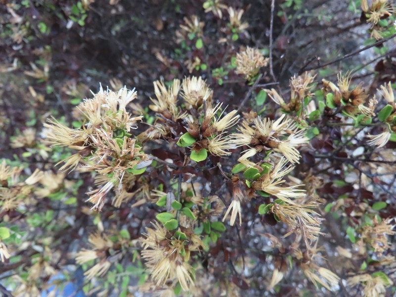 Nahuatlea obtusata photo 5