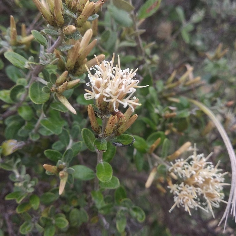 Nahuatlea obtusata photo 6