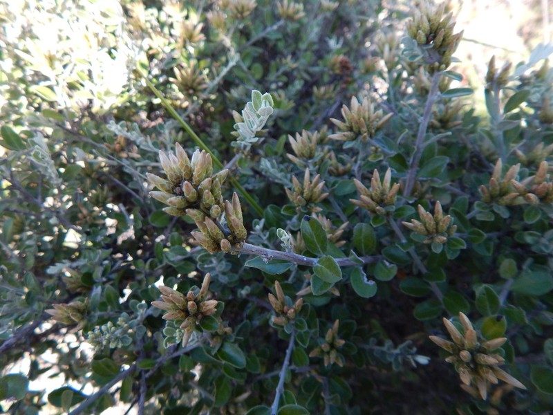 Nahuatlea obtusata photo 8