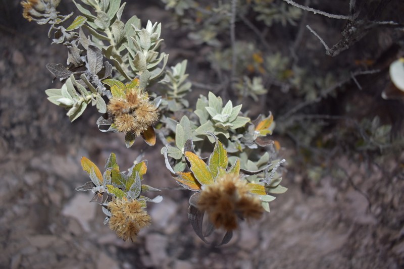 Nahuatlea purpusii