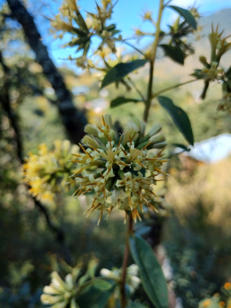 Nahuatlea smithii