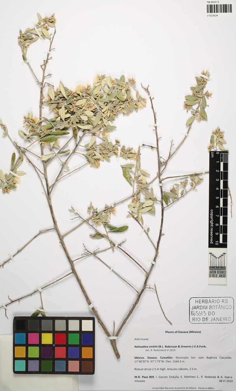 Nahuatlea smithii photo 2