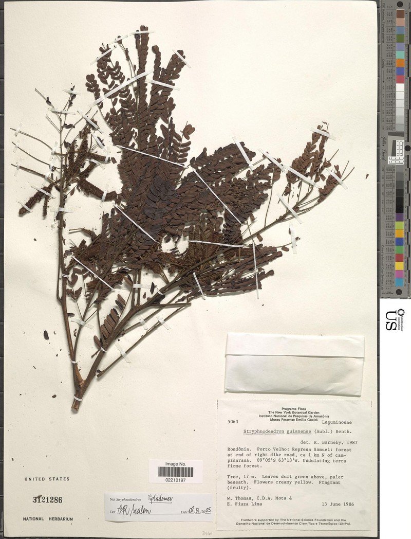 Naiadendron duckeanum