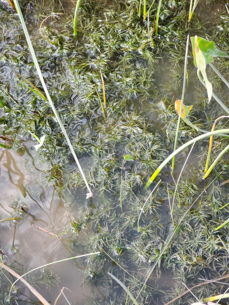 Najas canadensis photo 6