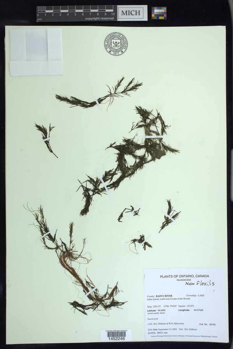 Najas canadensis photo 8