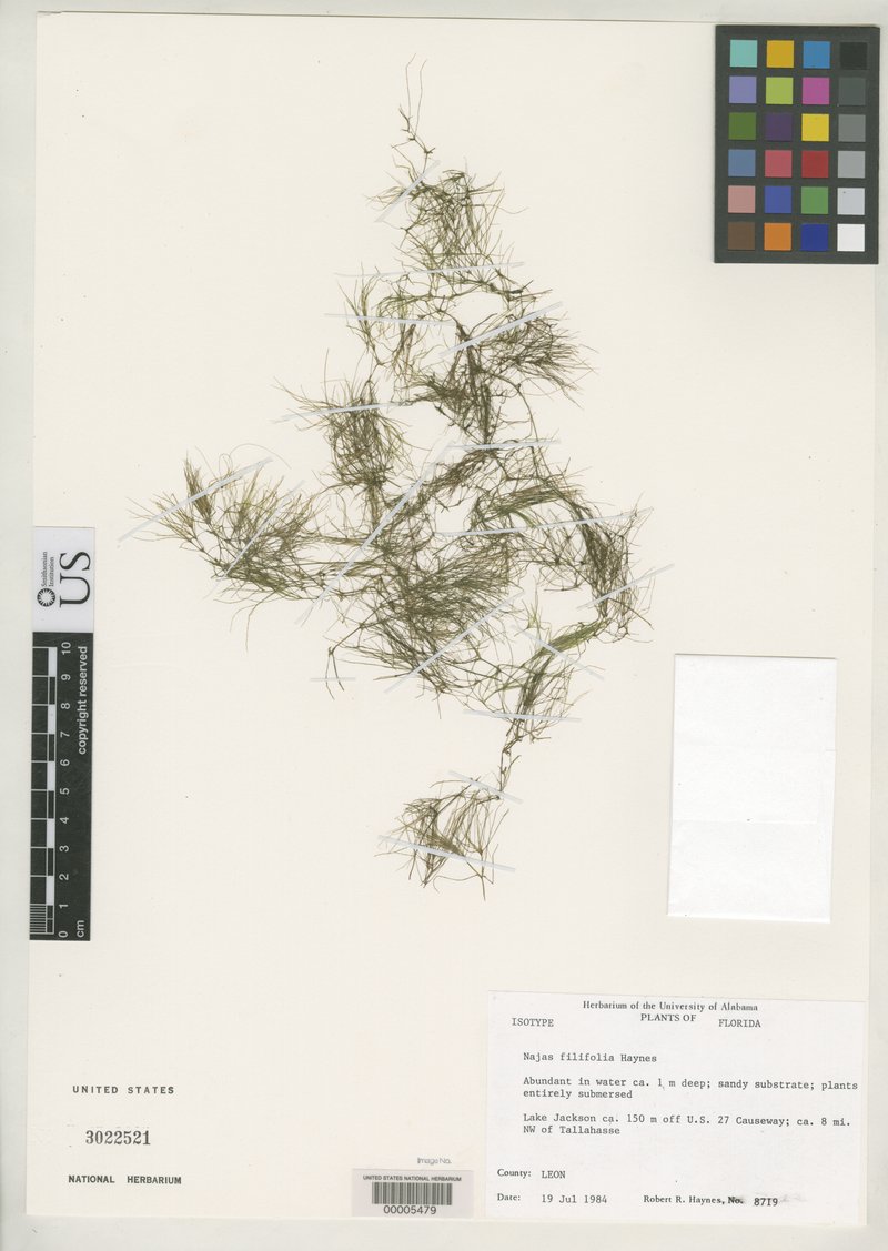 Needleleaf Waternymph