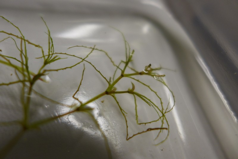 Needleleaf Waternymph photo 2