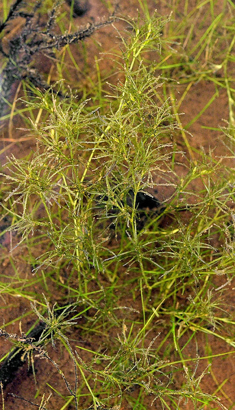 Nodding Waternymph photo 5