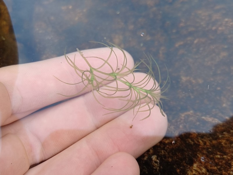 Nodding Waternymph photo 6