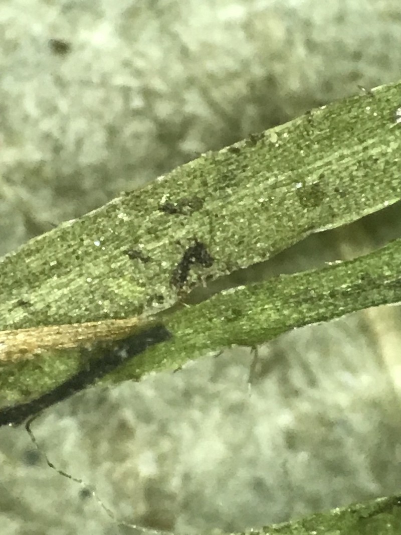 Nodding Waternymph photo 7