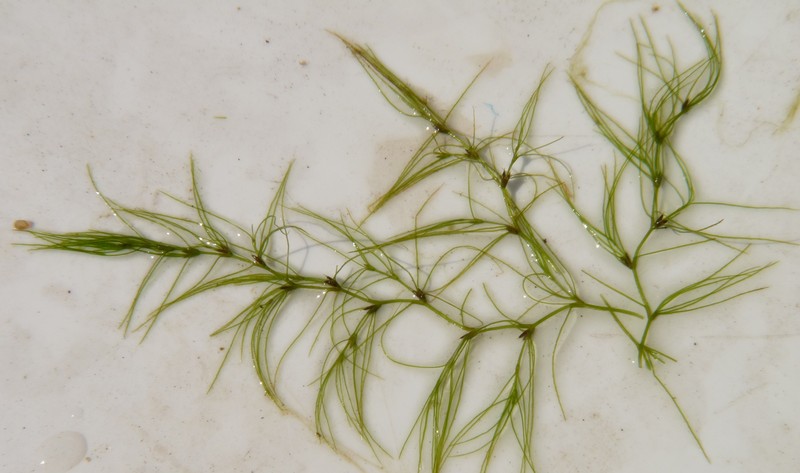 Slender Waternymph
