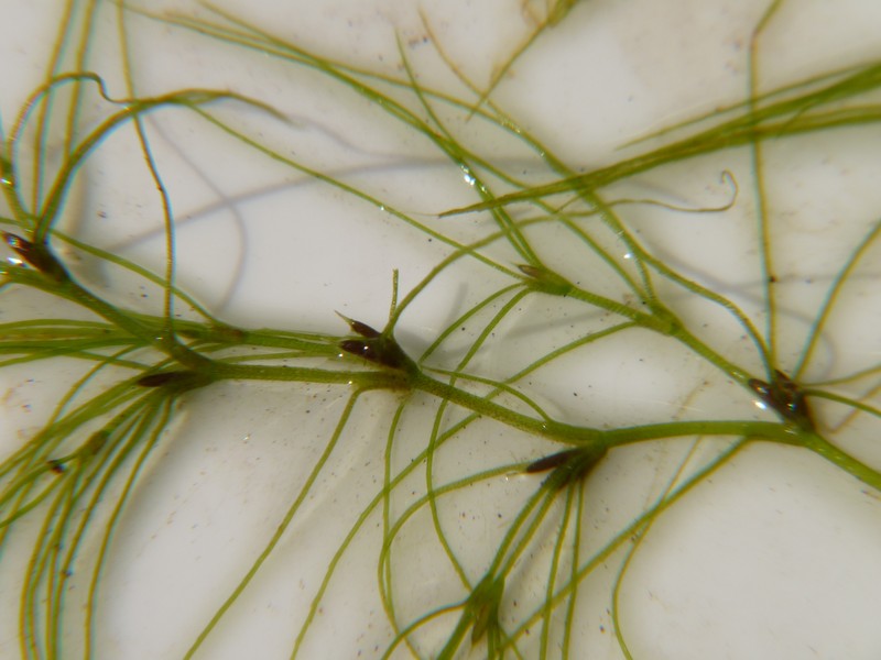 Slender Waternymph photo 5