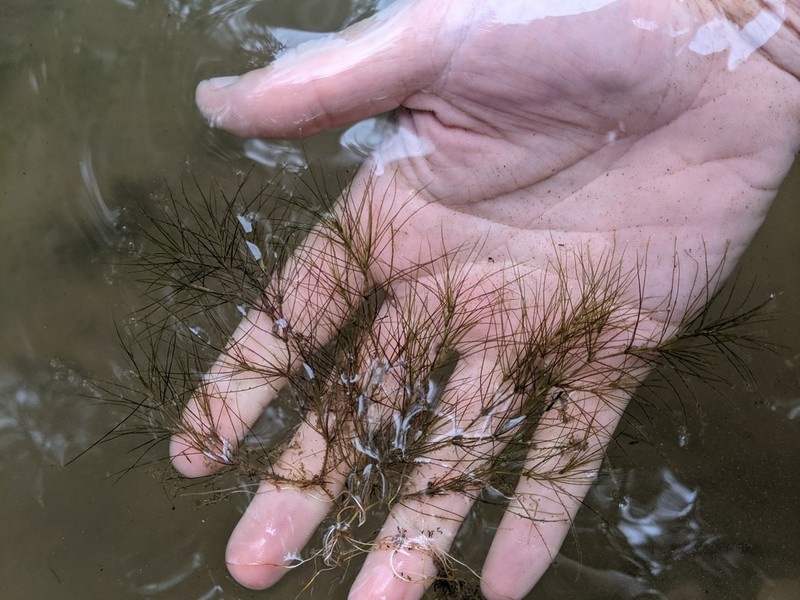 Slender Waternymph photo 5