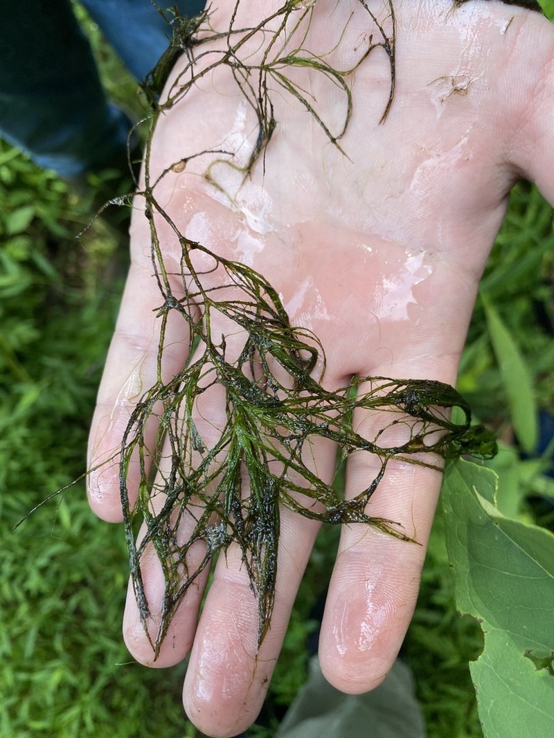 Slender Waternymph photo 6