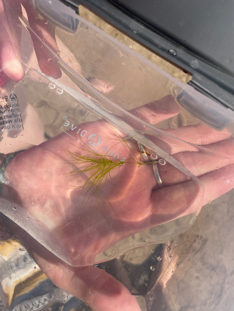 Slender Waternymph photo 7