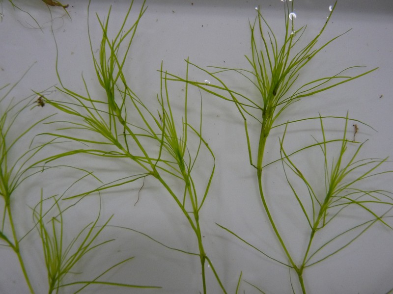 Ricefield Waternymph
