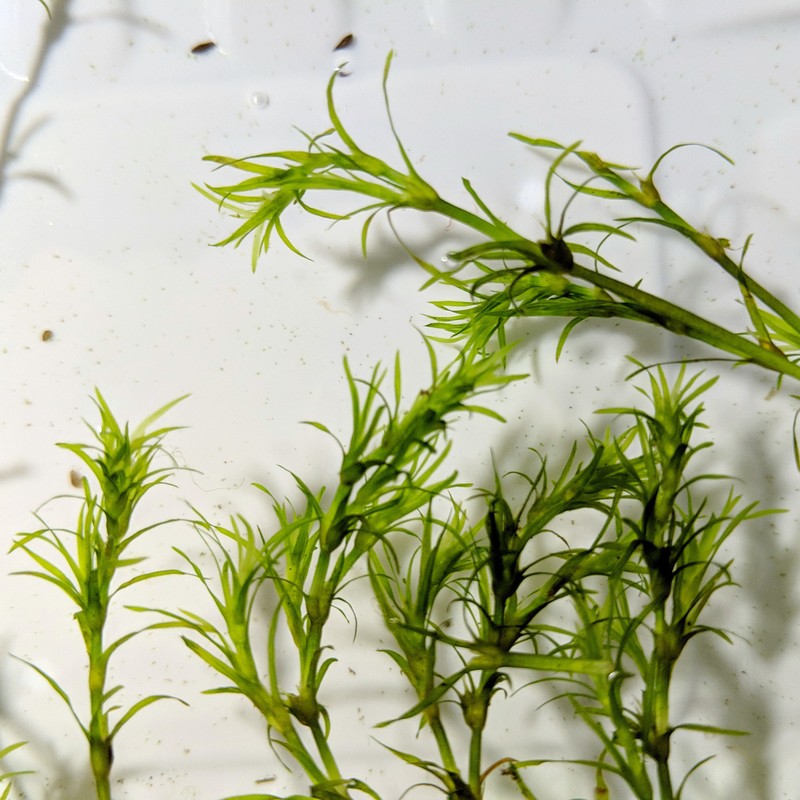 Southern Waternymph