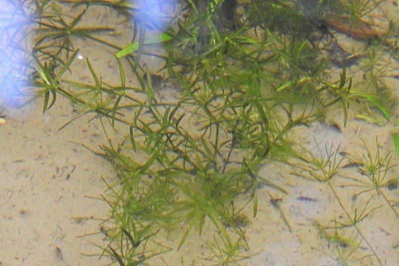 Southern Waternymph photo 2