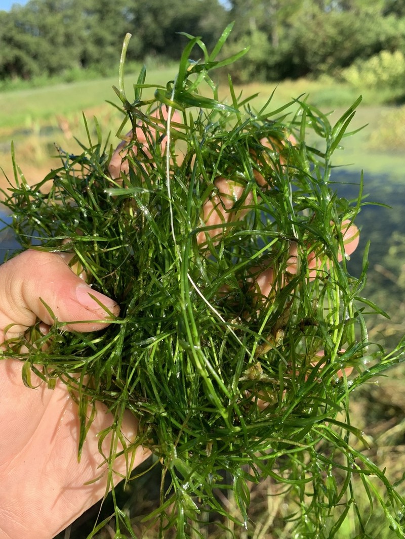 Southern Waternymph photo 6