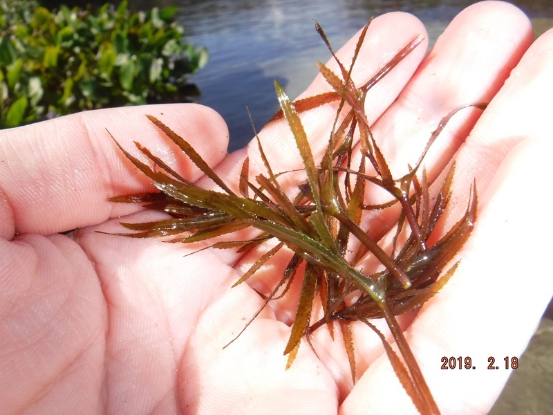 Najas guadalupensis subsp. floridana