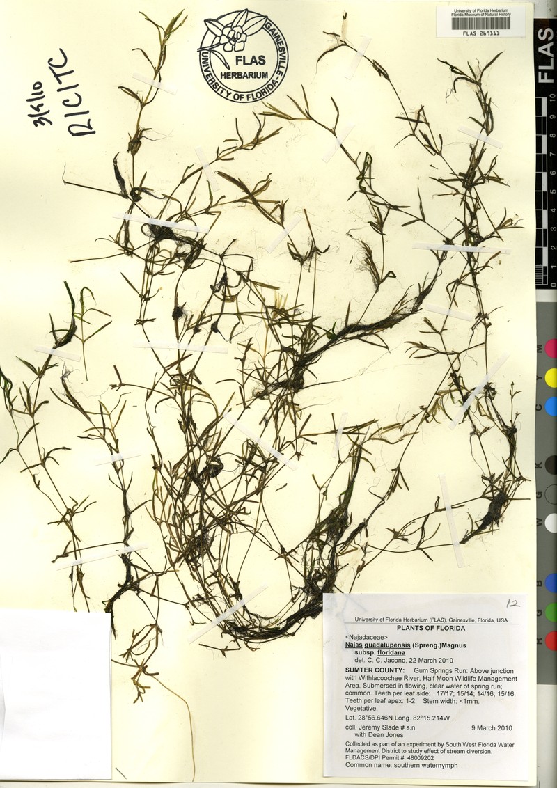 Najas guadalupensis subsp. floridana photo 2