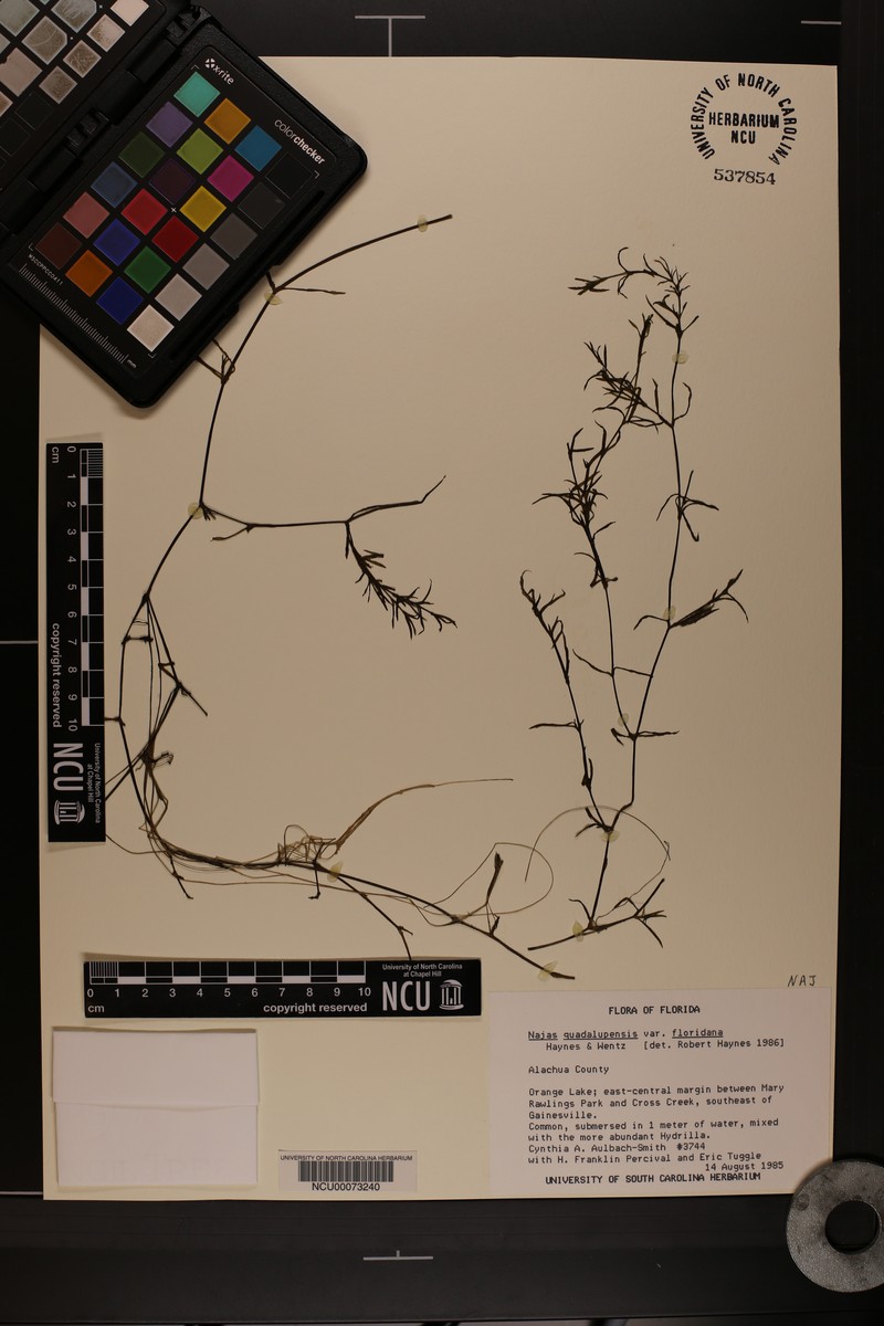 Najas guadalupensis subsp. floridana photo 3