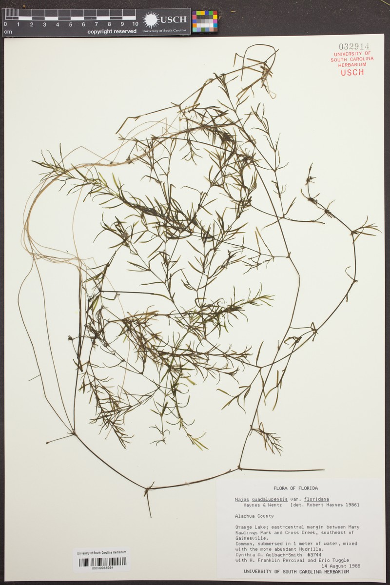 Najas guadalupensis subsp. floridana photo 4