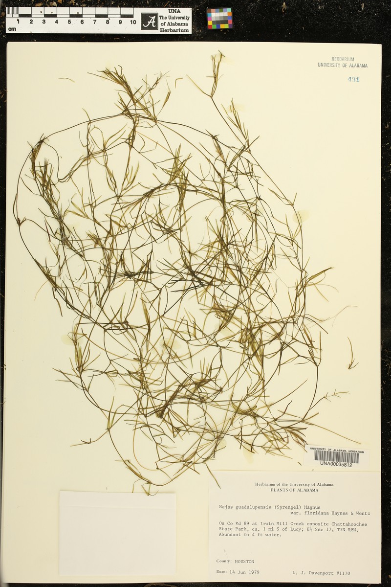 Najas guadalupensis subsp. floridana photo 6
