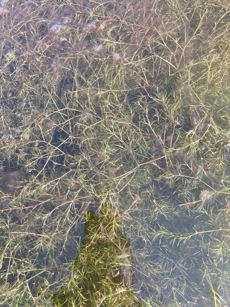 Najas guadalupensis subsp. guadalupensis photo 3