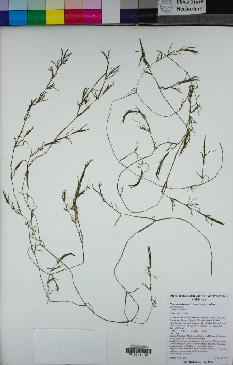 Najas guadalupensis subsp. guadalupensis photo 4